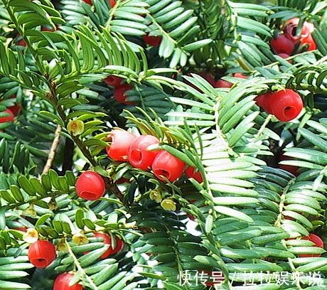 有钱人都喜欢这三种绿植,升值潜力巨大,既上档次又好看