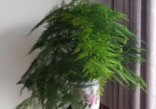 橡皮树|痴迷养花不要错过这“5款”，漂亮好养又杀菌除尘，让人待得舒服