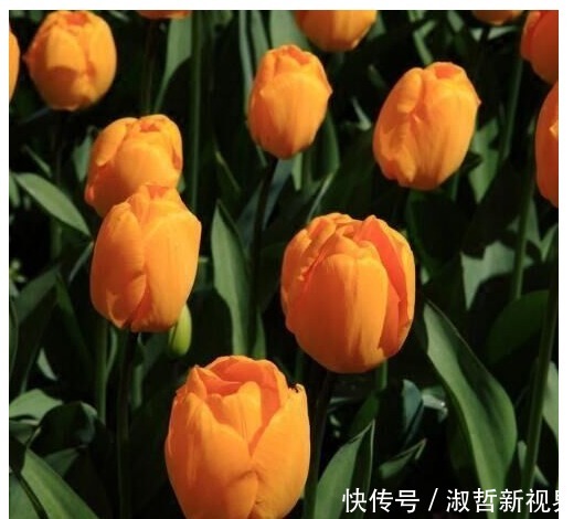 植物|养花肥难找原来白糖才是最好有肥料,从此不用买高价花肥了