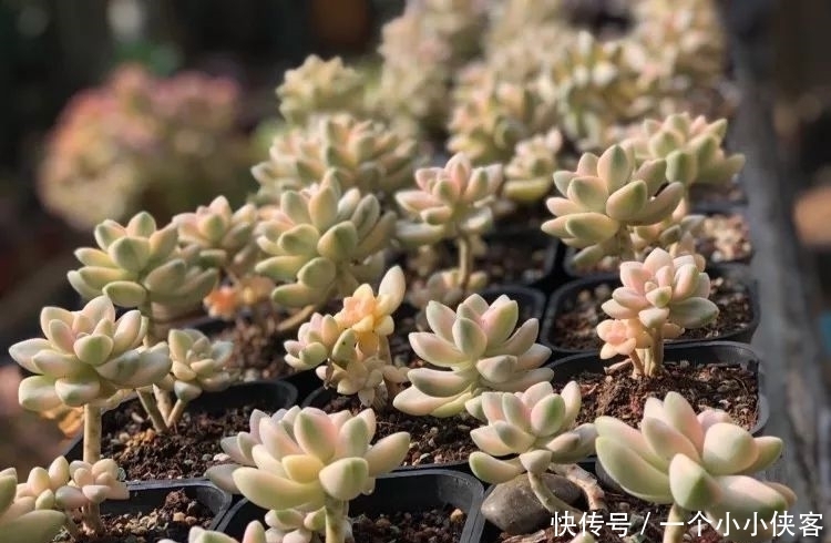 多肉盆栽:强迫症养多肉,必须整整齐齐,一颗也不能乱