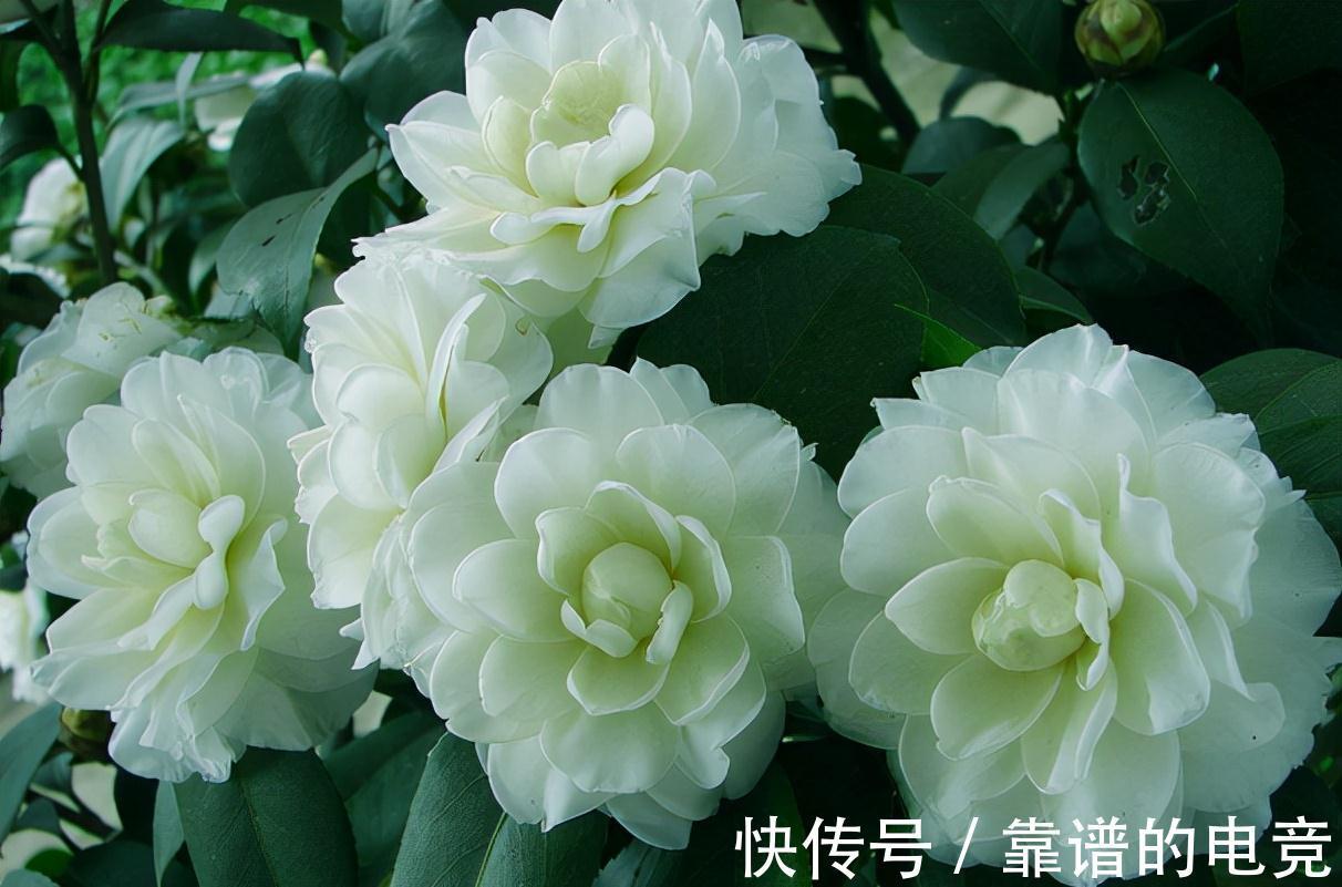 这“三茶花”不怕冷,零下30℃也能开花,单朵可持续绽放一整季