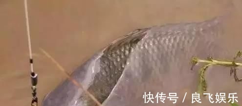 中钩|鲤鱼太狡猾不咬钩下次记得用上这招,它再狡猾也会忍不住咬钩