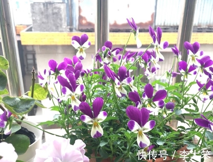 5种“过期药”别扔,磨成粉养花,代替生根粉营养液,杀菌防病害