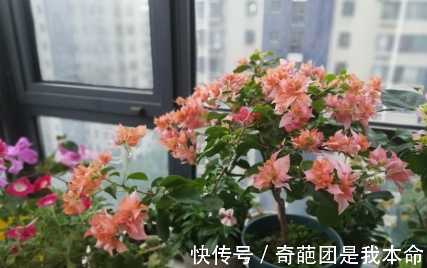 养花先养根,冬天并不需要根长的多快,而是要保证根不受损