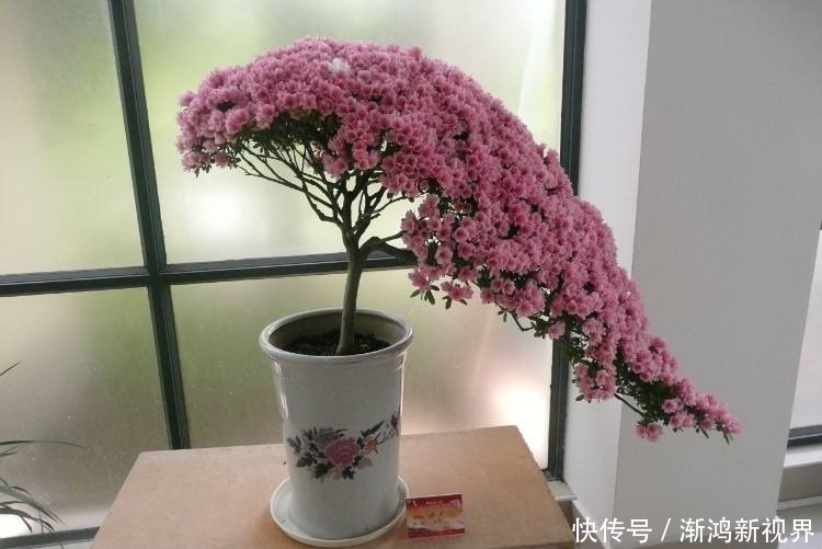 虎皮兰|5种常见植物,平常少浇水“饿”着养,能长得更好