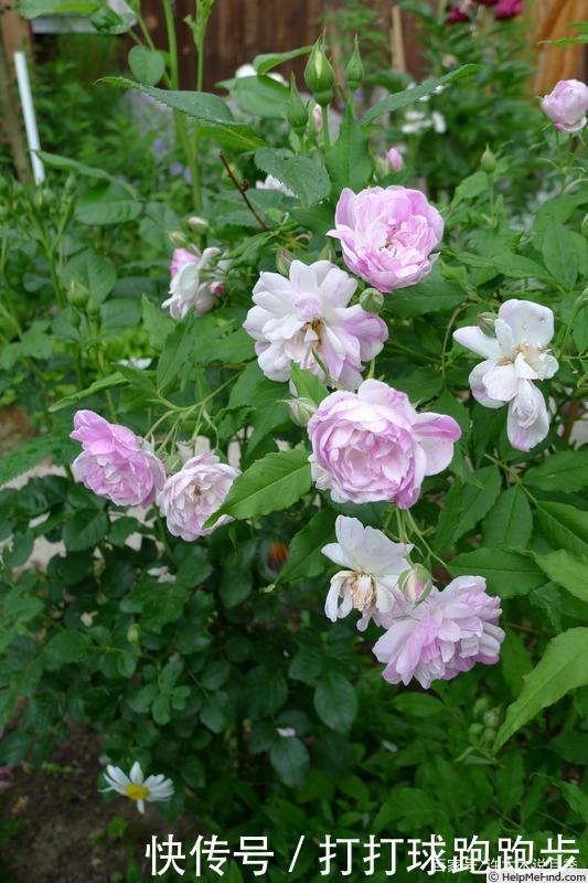 25个拥有中国血统的波旁月季。花朵超大个个丰花,还能爬藤做花墙