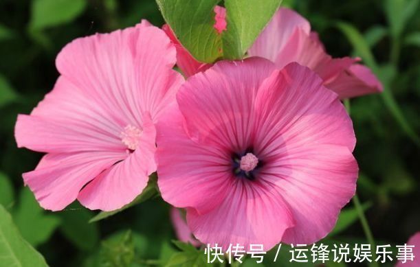 家养这几款植物，长得比绿萝快，花大色艳，一年四季都开花