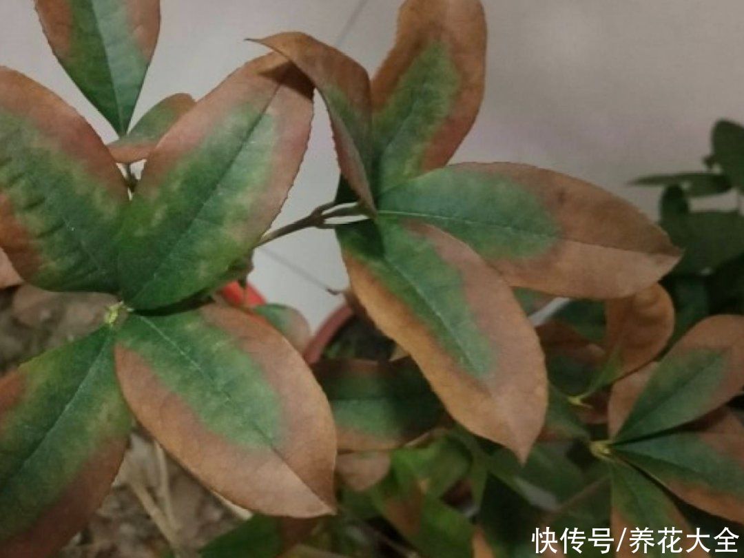 月季|养花“黑名单”实在太难养，心累