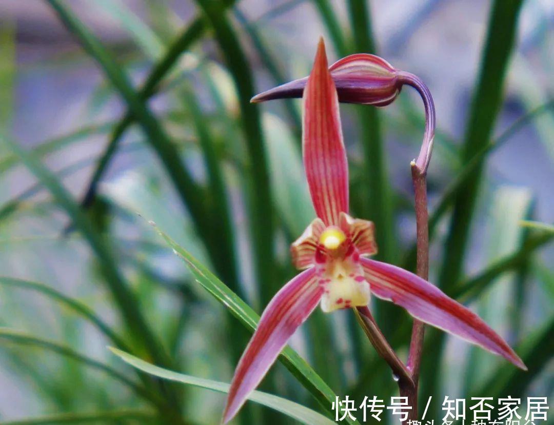 阳台上|高阶养兰：自制椰汁催芽液为兰花催芽，拿捏“细节”才是关键！