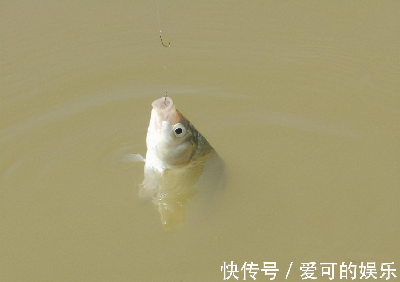 钓鱼是不是非要找底,老鸟告诉你,会找底就是不一样