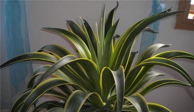 这种盆栽绿植,耐旱性强,叶缘有非常清晰的黄色镶边
