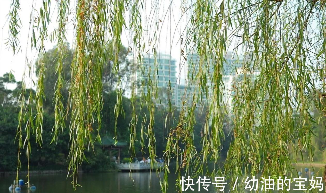 植物的枝叶富含营养,要经过处理埋入土壤中,有利于植物生长