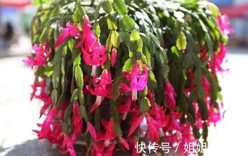 花苞|秋冬养蟹爪兰,做好4件事,叶片肥又绿,花开满枝头!