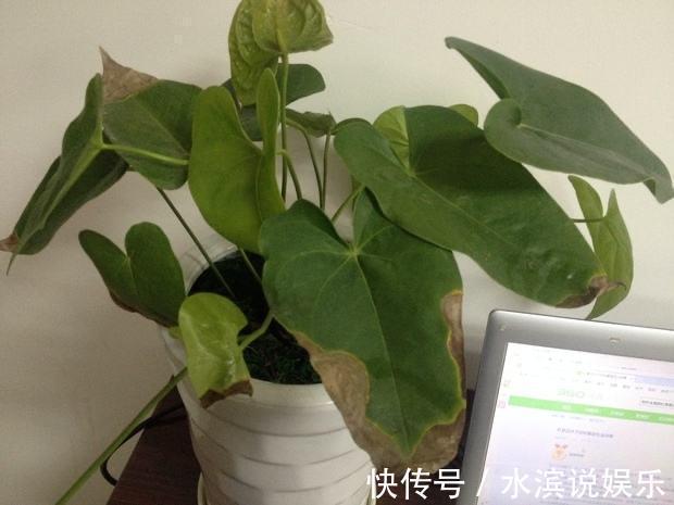 植物|养花,不懂得规避这9个误区,难怪盆栽一直饱受摧残