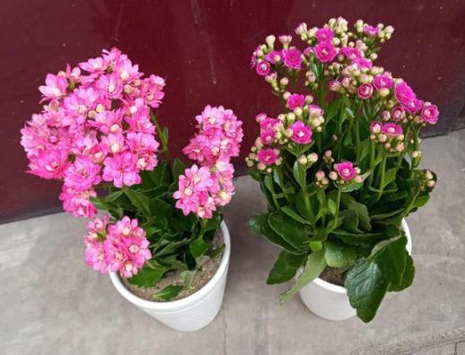 盆栽|夏季盆栽长寿花，重点注意这2方面，秋冬方能蹭蹭花开爆满盆