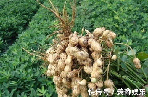 羟色胺|常吃花生米对人体有什么好处花生有什么营养成份