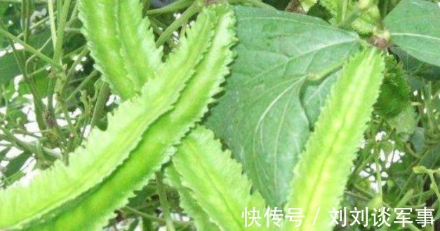 饮食习惯|人到中年，春天适合常吃3种食物，补充营养，缓解疲劳，增强体质