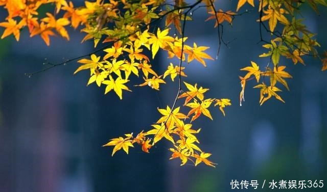 深藏不露|李煜一首深藏不露的词,全文无一怨字,却写出了痴情人最深的怨念