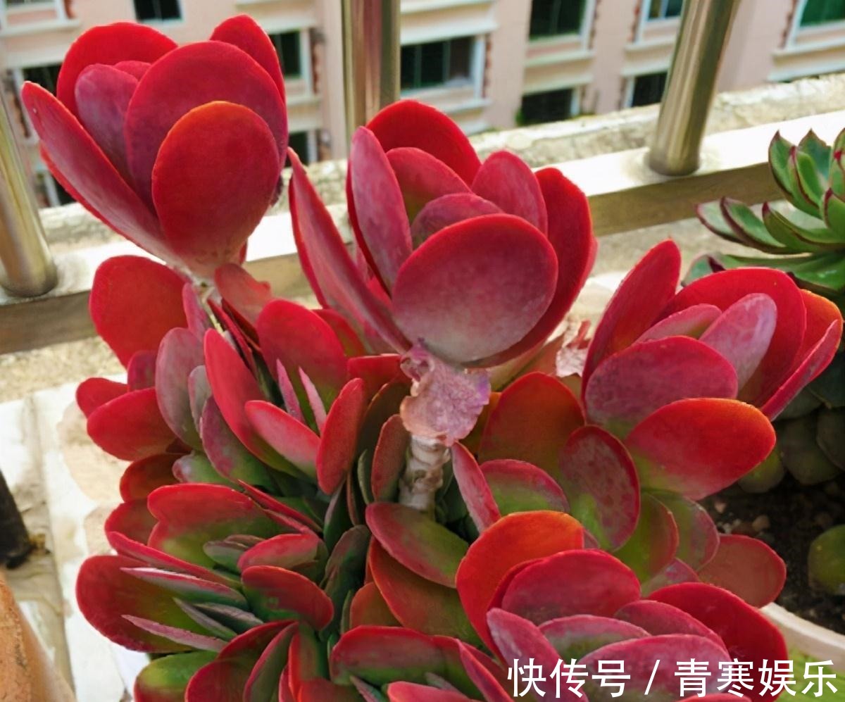 张大哥养肉10多年，总结出4个“耐热品种”，肉迷都喜欢