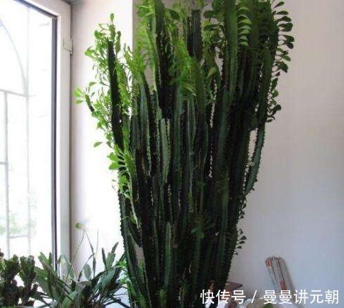 适合懒人养的“怪花”，1个月不浇水，反而还开花更猛了