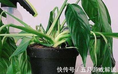 养一帆风顺,记住这些,不黄叶开花多