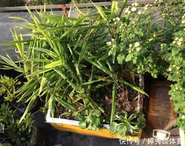 生姜切1刀丢盆里，7天发芽，半年变成“1桶姜”！