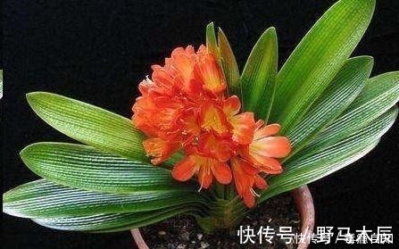 叶片|君子兰养了好几年,就是不开花,用了这个小技巧,一下开了几十朵!