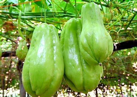 常吃|女人高血压不要慌,常吃此瓜,止咳化痰,降血压,给血管清垃圾!