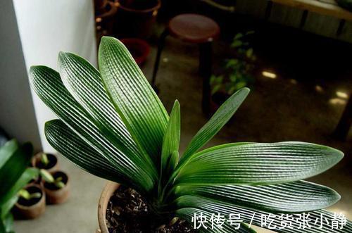 5种漂亮花，天冷多晒晒，越晒长得越健壮，花开得又多又大