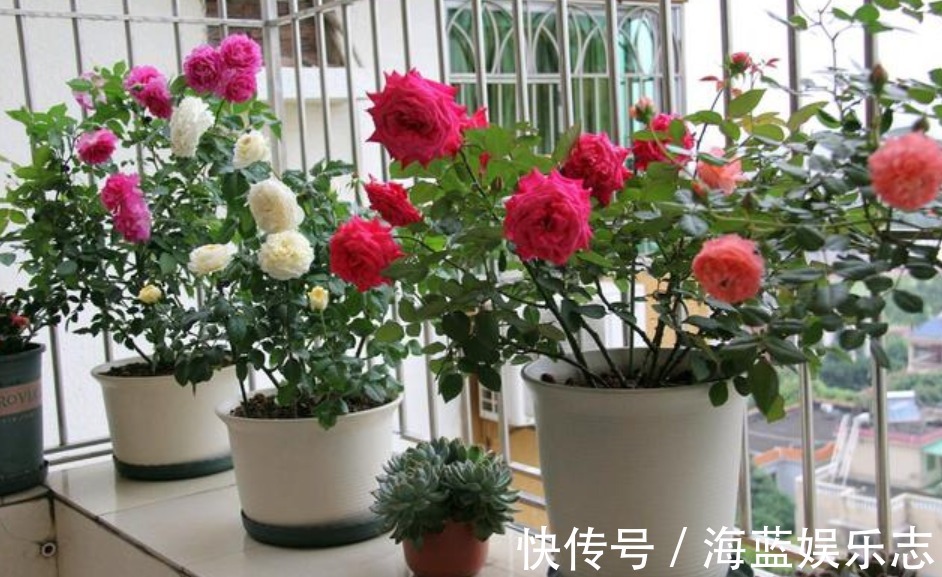 养花|家里3种垃圾“不要丢”用来养花,透气营养长得旺,养啥都爆盆