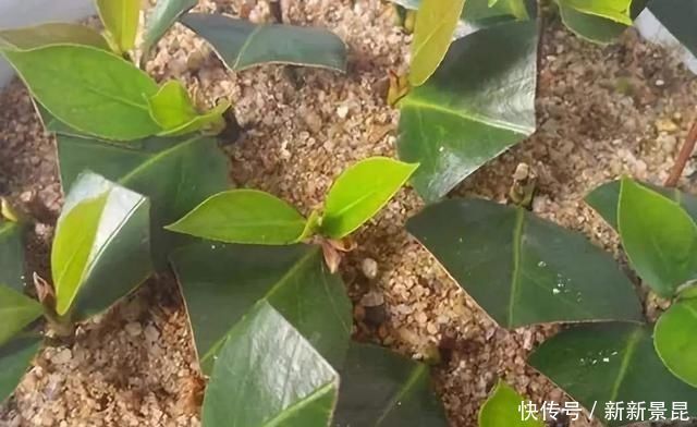 谁说天热不能扦插,这3种花这样做,呼呼冒白根长疯了