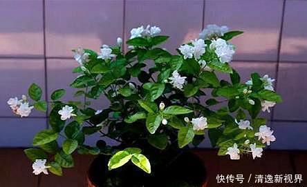 施肥|茉莉花叶片“畸形”不能忽视！消除3个“隐患”，花苞长满枝