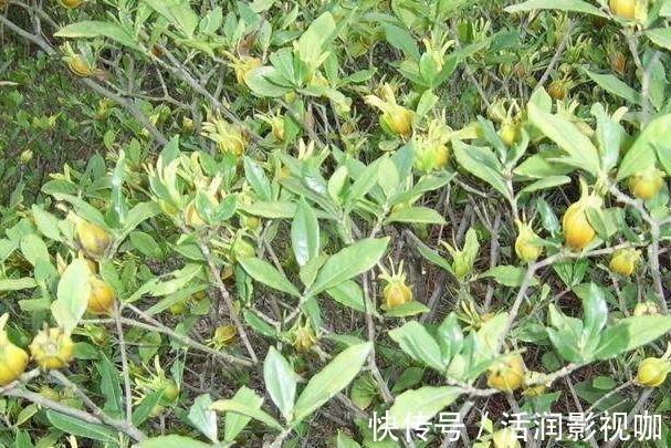 泡水|晚上睡不着此物泡水喝,轻松入睡,打雷都吵不醒