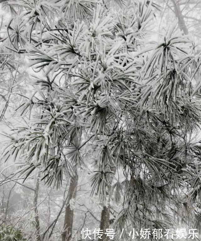 贵州|快看！贵州黔东南雷公山上处处银装素裹，风景美翻了……