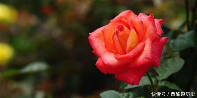 冬日明花月季四首:莫道花无百日红,此花无日不春风!