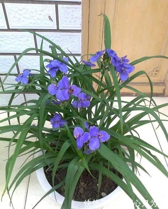 果皮|垃圾桶三种废物,千万别扔,都是养花神器,养啥花都爆盆