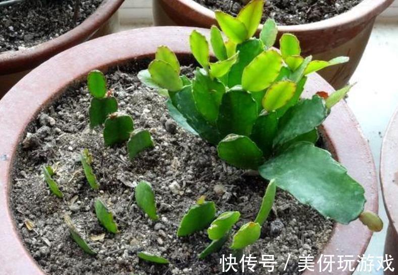 秋天扦插蟹爪兰有技巧,掌握一个小技巧,生根快成活率高