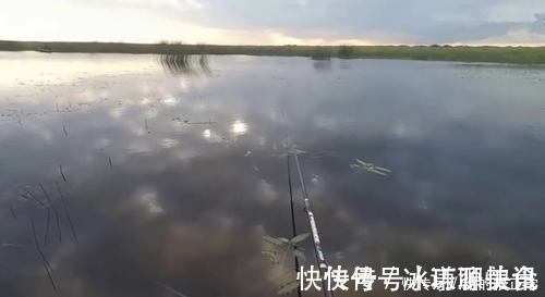 打窝2天后再去钓鱼,每一条鲫鱼都很肥,是野生鲫鱼?