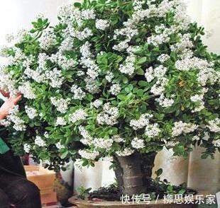 打理|适宜客厅养的3种耐旱花,30天浇一次,茎壮花爆盆,叶子巴掌大