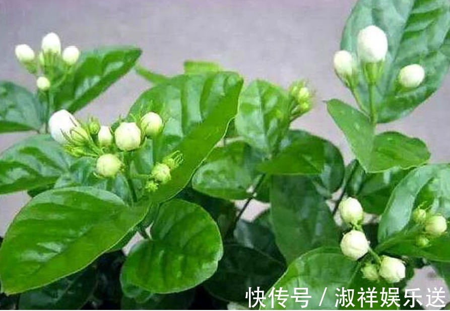 3种花,比香水还好闻,好养漂亮,一养就上瘾,满屋飘香助睡眠!