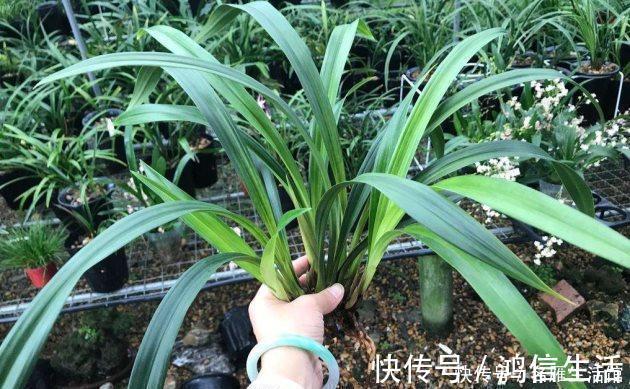 翡翠兰|知道兰花有多少个兰花一共有7个种类，知道你养的那种吗