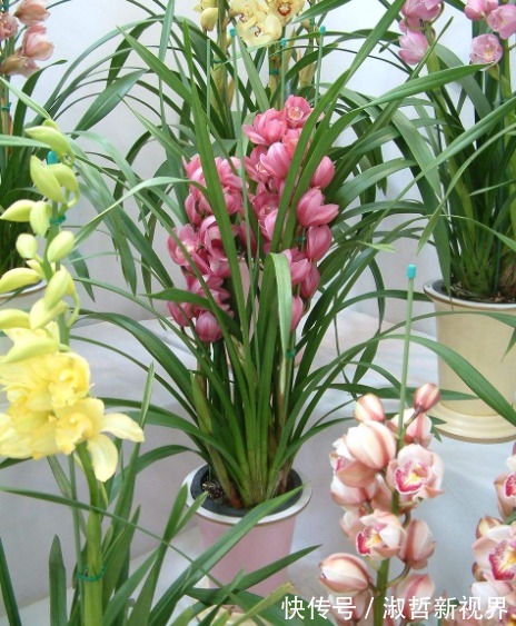 养护|大花蕙兰贵且难养，养花高手告诉你一招，养多少都能养旺、爆盆