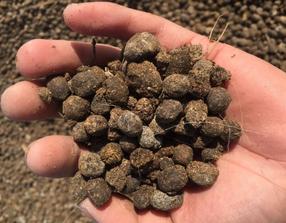 新手养花,都想养花期长,又容易爆盆的,那就首选“1种花”