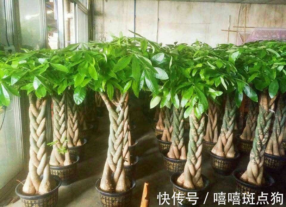 室内想养大盆镇宅花,建议从这10种里面选,听名字就很霸气