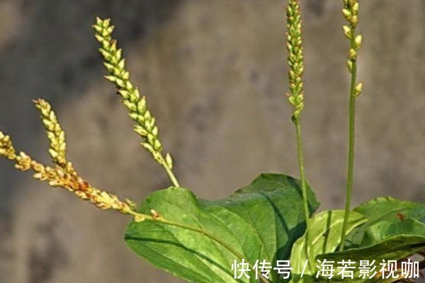 口腔溃疡|常吃车前草好处多,除了抗菌消炎外,竟还有白捡的三大好处