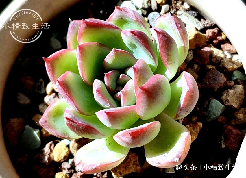 养多肉,土和水是基本,3种土不能用,6种水不能浇,记清楚了