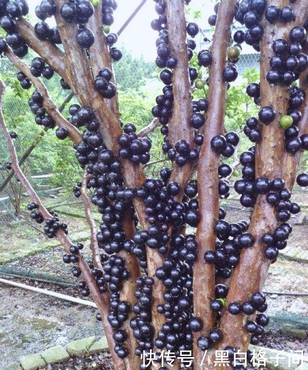 晚上|立冬后,晚上当零食吃一把,保护心脑血管,远离疾病,男女可试试