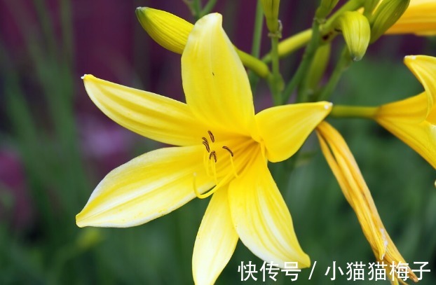 益母草|66种野菜大图片,带你见识不同的野菜和吃法,你想要的野菜这里有