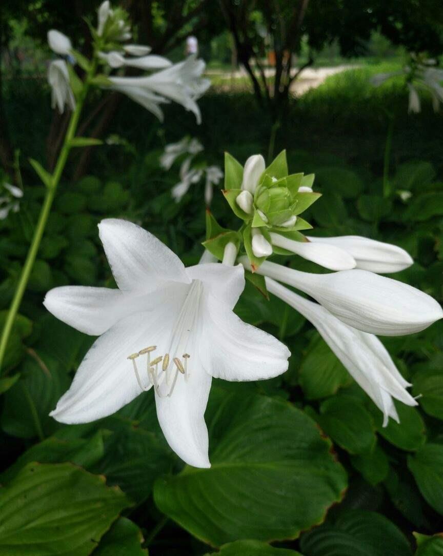 树荫下养点花,这4种花都耐阴,开花也超美