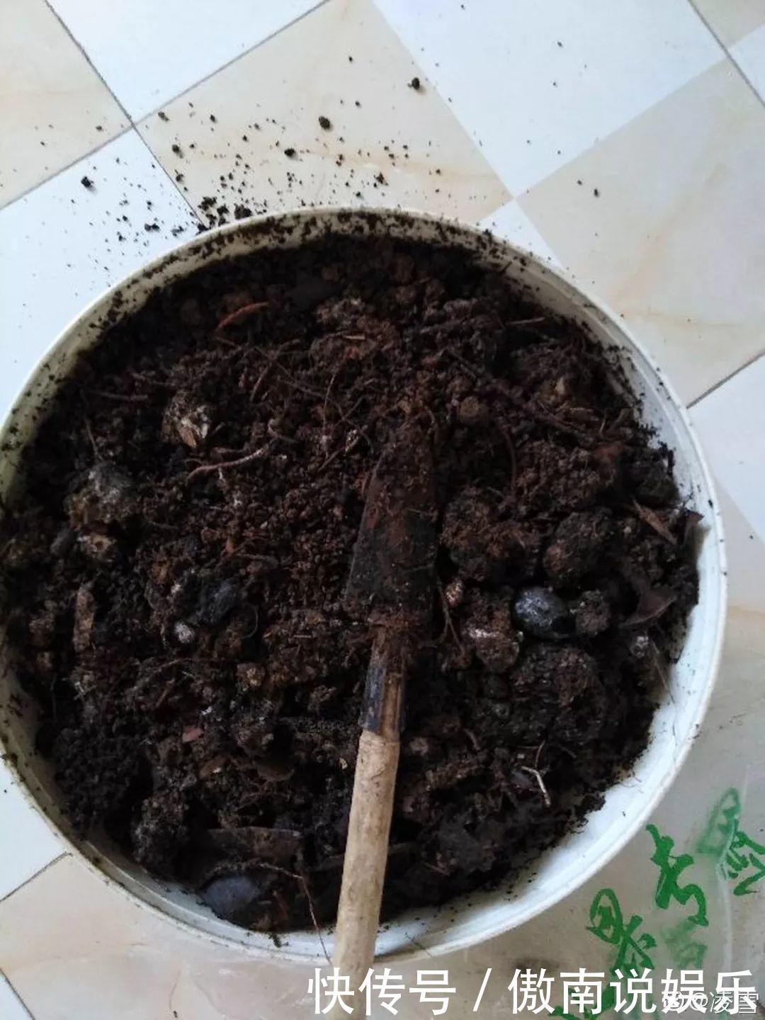 大疙瘩|盆土硬成大疙瘩,浇点松土剂,立马软得像发糕!